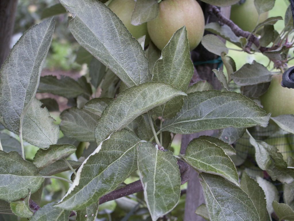 24_Saugschäden Rote Spinne 4.JPG